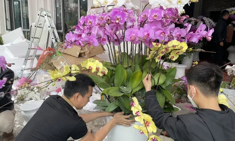 Kiếm tiền triệu mỗi ngày nhờ nghề cắm hoa lan dịp Tết