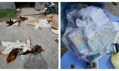 Kiên Giang: Phá điểm đá gà quy mô ngày giáp tết, bắt 30 đối tượng