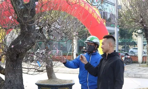 Đào khủng xuống phố chờ “đại gia” rước về chưng Tết