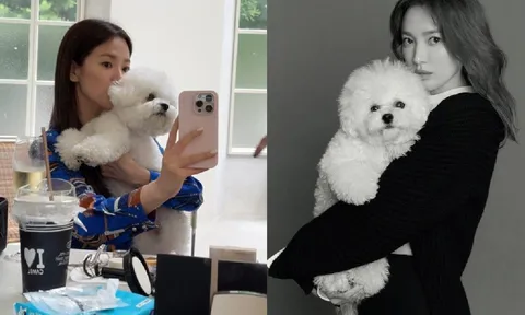 Song Hye Kyo 42 tuổi độc thân, chọn hạnh phúc bên thú cưng