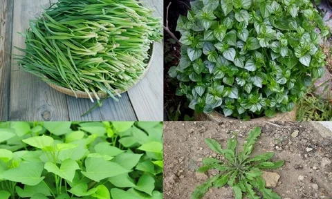 4 loại rau bổ hơn thịt, tốt chẳng kém nhân sâm mọc dại đầy vườn không phải ai cũng biết