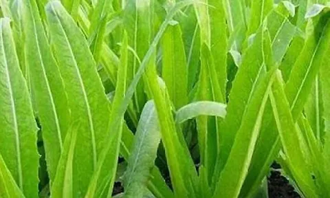 Bữa cơm chỉ cần thêm thứ rau này, lượng canxi nhiều hơn canh xương hầm gần 40 lần