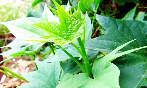 Hết lo loãng xương khi bổ sung ngay 6 loại rau này, tác dụng hơn hẳn trứng và sữa!