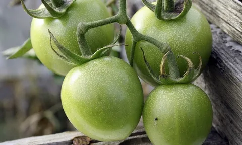 Rau càng xanh càng tốt, quan điểm sai lầm phải chấn chỉnh lại khi gặp 3 cái tên dưới đây