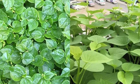 2 loại rau mọc đầy vườn tốt như thần dược, ra chợ gặp nhớ mua ngay