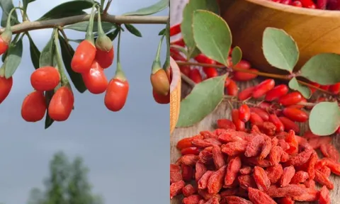 Loại quả bán đầy ngoài chợ không mấy người mua nhưng lại được ví như 'thần dược' của sức khỏe