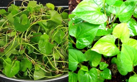 Mùa hè ra chợ thấy 4 loại rau này hãy mua ngay, giá vừa rẻ lại như thần dược ngày nắng nóng