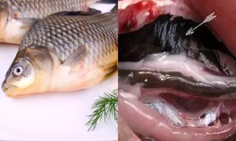 Ngon đến mấy cũng không nên ăn 4 bộ phận này của cá kẻo mang bệnh vào người