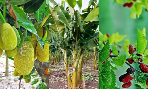 5 loại cây không nên trồng trước nhà kẻo rước xui xẻo, loại thứ 2 nhiều người mắc phải