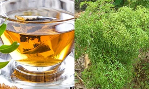 Cây đinh lăng - 'nhân sâm' của người nghèo, vị thuốc bổ cho sức khỏe