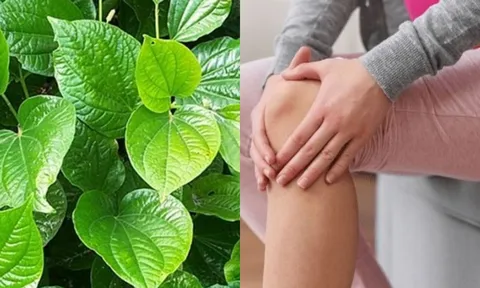 Cây lá lốt: Loại thuốc quý cho người bị đau nhức xương khớp