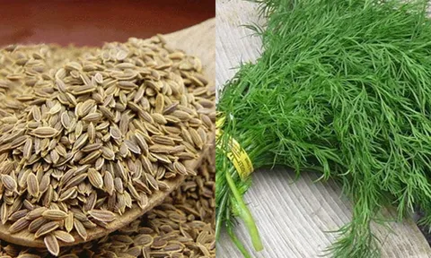 Cây thì là: Loại rau rẻ tiền giàu dinh dưỡng, thảo dược quý trị nhiều bệnh