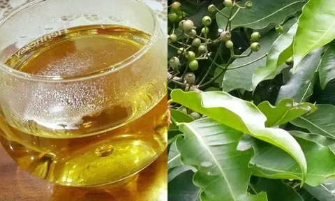 Cây vối: Cứu tinh cho mùa hè nắng nóng vừa giải nhiệt vừa hỗ trợ điều trị nhiều bệnh