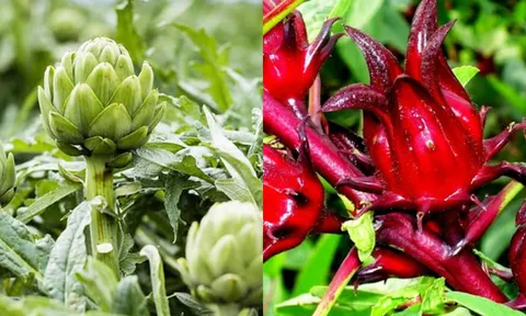 Cây atisô: 'Thần dược' tuyệt vời chữa lành cơ thể