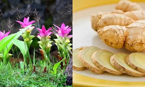 Củ nghệ trắng: 'Thần dược' dành cho sức khỏe và sắc đẹp