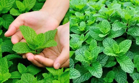 Cây bạc hà: Vị thuốc quý nên có trong vườn nhà
