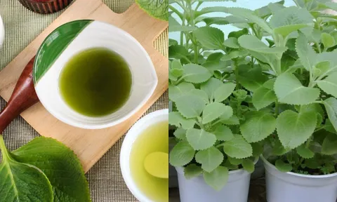 Cây húng chanh: Thảo dược quý tốt cho sức khỏe mỗi nhà nên trồng 1 cây