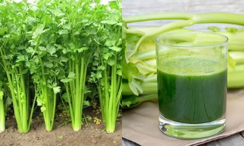 Cây cần tây: Cứu tinh cho phái đẹp, vị thuốc tự nhiên an toàn