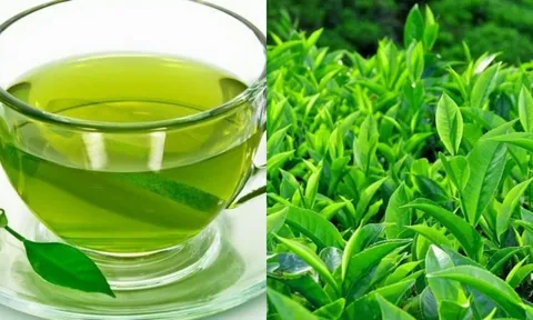 Lá trà xanh: Món quà ý nghĩa của thiên nhiên với công dụng tuyệt vời cho sức khỏe