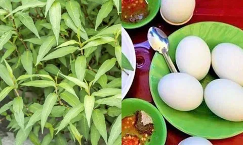 Rau răm: Tác dụng kháng viêm, hỗ trợ tiêu hóa cực tốt