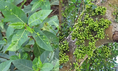Cây sung: Tác dụng chữa bệnh tuyệt vời không thể bỏ qua