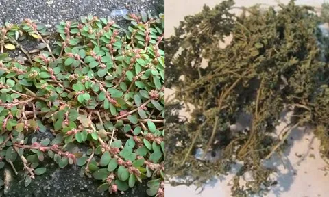 Tác dụng cây cỏ sữa lá nhỏ, loại cây mọc đầy bờ ruộng nhưng là thảo mộc quý