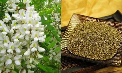 101 tác dụng tuyệt vời của cây hoa hòe, món quà ý nghĩa của mọi gia đình
