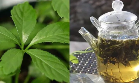 Tác dụng cây giảo cổ lam, loại cây từng khiến các mỹ nữ cung tần xưa săn tìm 