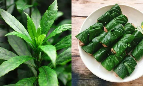 Cây xương sông: Loại cây mọc đầy vườn lại là vị thuốc quý trong y học cổ truyền