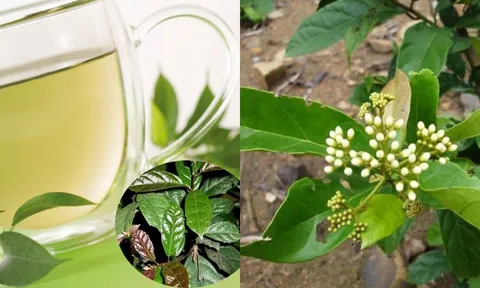 101 tác dụng cây xạ đen đối với sức khỏe con người