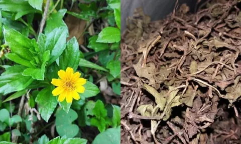 Tác dụng cây sài đất: Loại cây mọc đầy vệ đường được săn tìm nhiều vào mùa hè