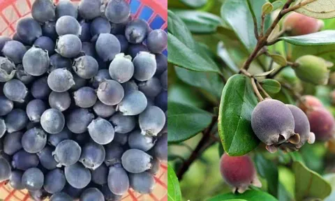 Tác dụng của cây sim đối với sức khỏe, dược liệu quý của Đông y