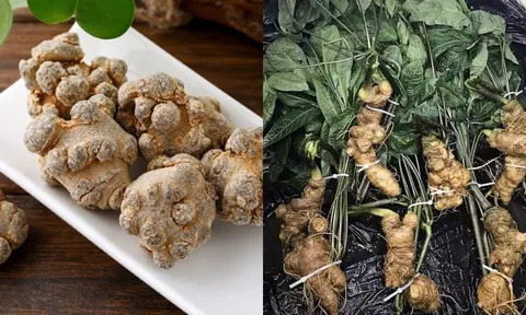 Tác dụng tuyệt vời của tam thất được ví như nhân sâm