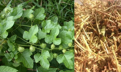 Tác dụng cây lạc tiên: Bài thuốc quý cho người hay mất ngủ