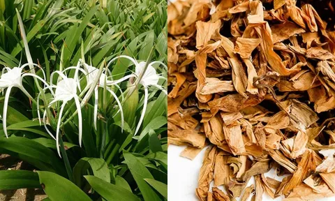 Tác dụng cây trinh nữ hoàng cung - dược liệu quý  dành cho phái đẹp