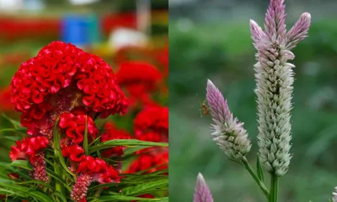 Tác dụng cây hoa mào gà: Vị thuốc quý của đông y