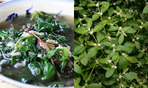 Rau dệu: Loại cây mọc hoang bờ ao được ví như 'thần dược'