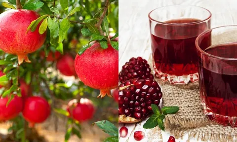 Tác dụng cây lựu - vị thuốc quý chữa trị bệnh thần kỳ