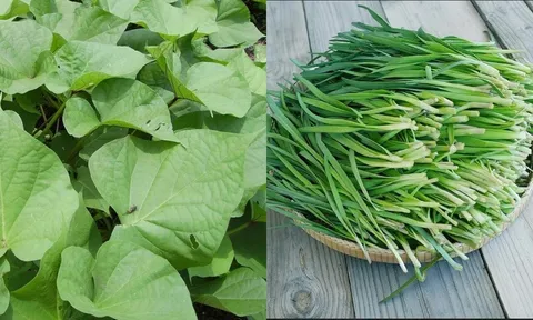 3 loại rau rẻ như bèo, ít bị phun thuốc, ra chợ gặp nên mua ngay kẻo tiếc