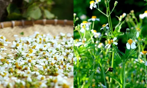 Tác dụng cây xuyến chi: Loại cây mọc dại ven đường được ví như thuốc quý
