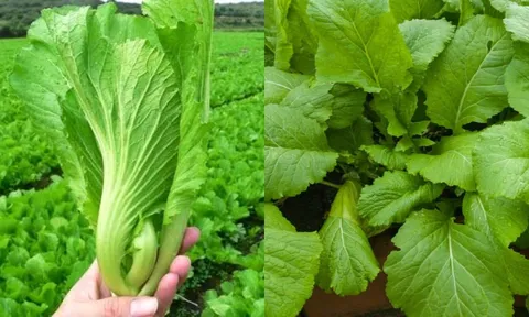 Tác dụng cây cải bẹ xanh: Bài thuốc quý chữa nhiều loại bệnh hiệu quả 