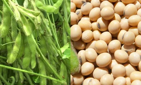 Tác dụng ngoài mong đợi của đậu tương với sức khỏe
