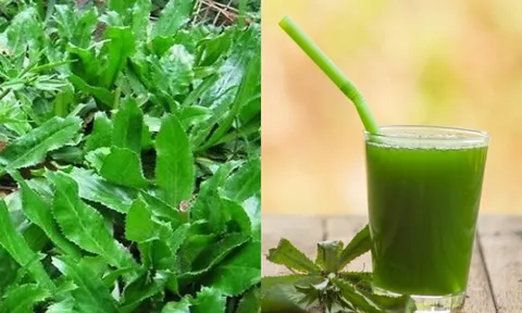 Loại rau mọc đầy vườn, vài nghìn một mớ có tác dụng như 'thần dược', nên trồng trong nhà