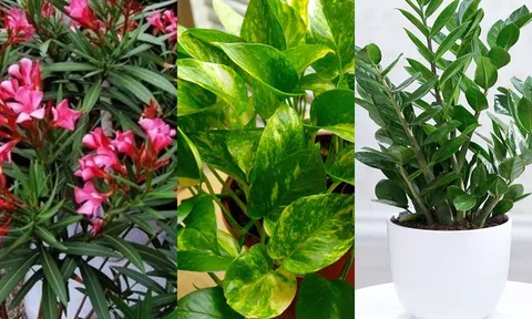6 loại cây không trồng trong nhà khiến gia chủ xui xẻo, loại thứ 3 rất nhiều người phạm phải