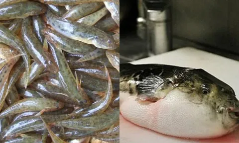 2 loại cá nhiều nhà hay ăn mà không hề biết đang âm thầm phá hủy sức khỏe