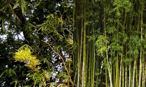Lý giải bí ẩn về điềm báo gở khi cây tre nở hoa không phải ai cũng biết