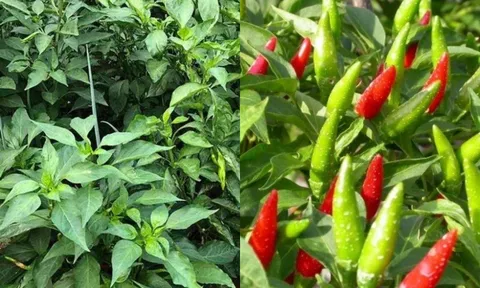 Loại lá mọc đầy vườn, người Việt thường bỏ đi nhưng lại tốt ngang thuốc bổ