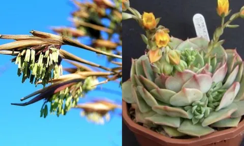 Trong nhà có 2 loại cây này nở hoa hãy bỏ đi vì đó là dấu hiệu của vận xui sẽ ập đến