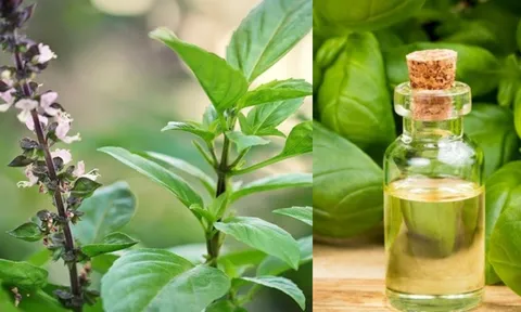 Loại rau mọc đầy vườn không ngờ lại quý như 'thần dược' còn giúp gia chủ phát tài, phát lộc