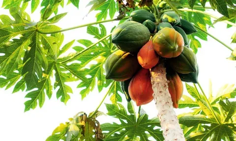 Loại quả trồng đầy ở quê, giá rẻ như cho nhưng lại là 'kẻ thù' của ung thư nên ăn hàng ngày